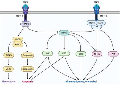 TNFα in MS and Its Animal Models: Implications for Chronic Pain in the Disease